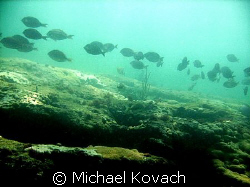 Surgeon fish on the inside reef at Lauderdale by the Sea by Michael Kovach 